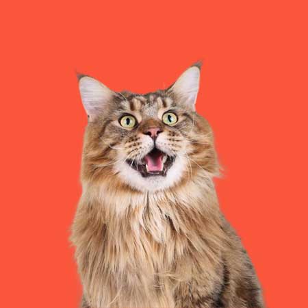 menu gato